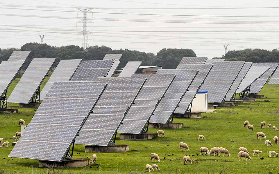 Moutons dans un champ de panneaux photovoltaïques. Page projets. Sheep in a field of photovoltaic panels. Projects page.